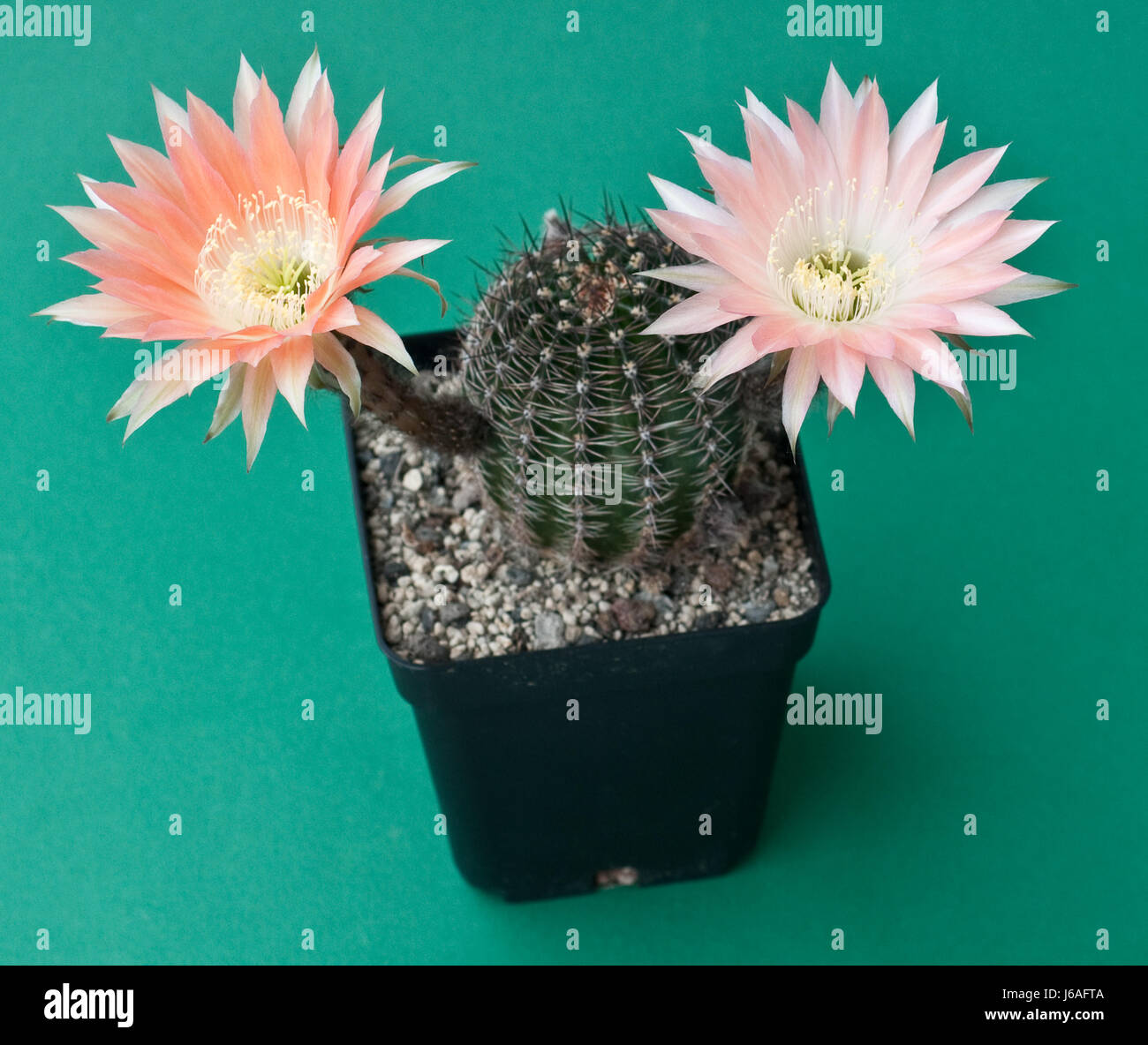 lachsfarben blooming cactus Stock Photo