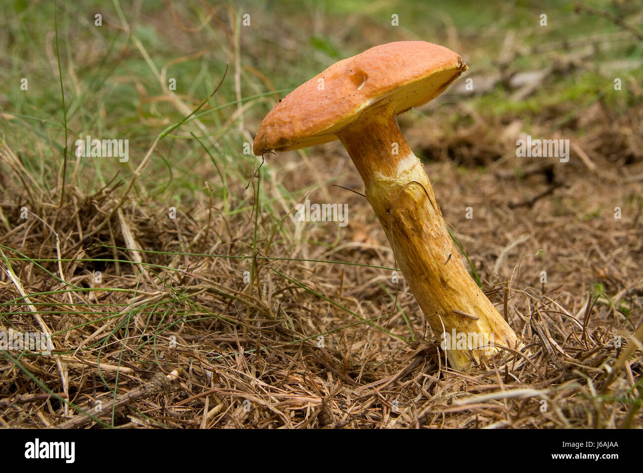 food aliment wood mushroom fungus edible forest kitchen cuisine vegetarian Stock Photo