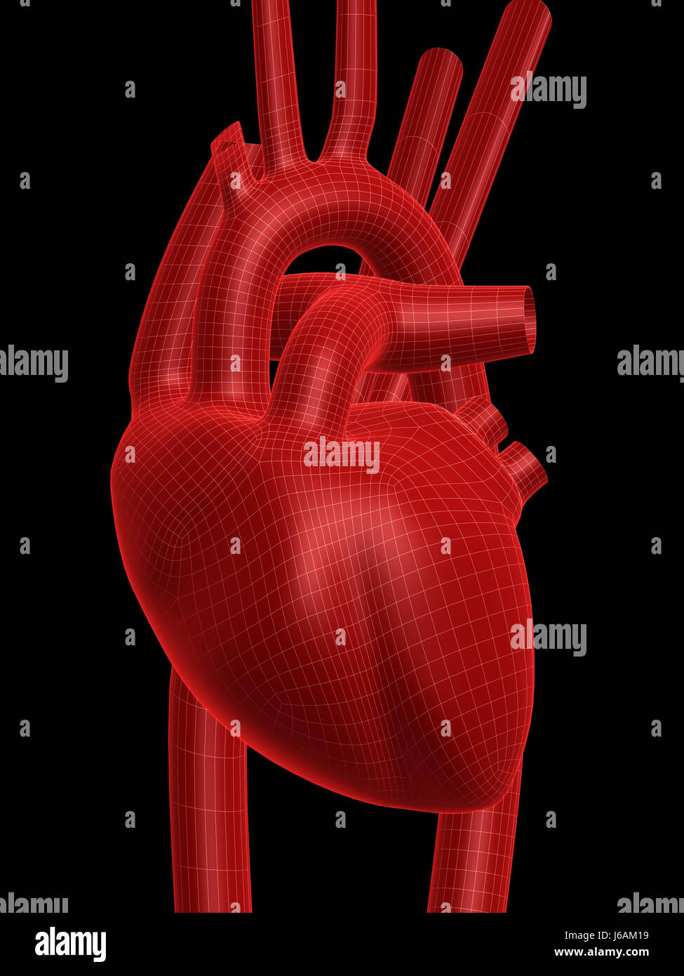 medicinally medical human human being heartbeat anatomy pulse cardiology heart Stock Photo