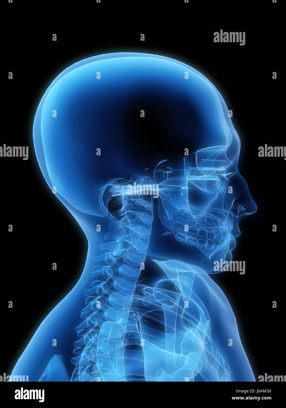 medicinally medical human human being skull anatomy x-ray head blue graphic Stock Photo