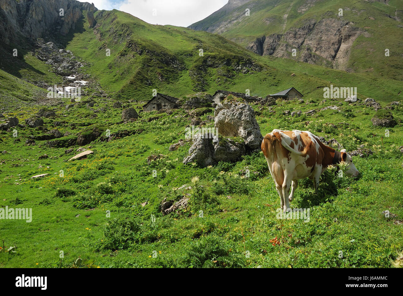 cow alpine farm pasture food aliment closeup animal mammal agriculture ...