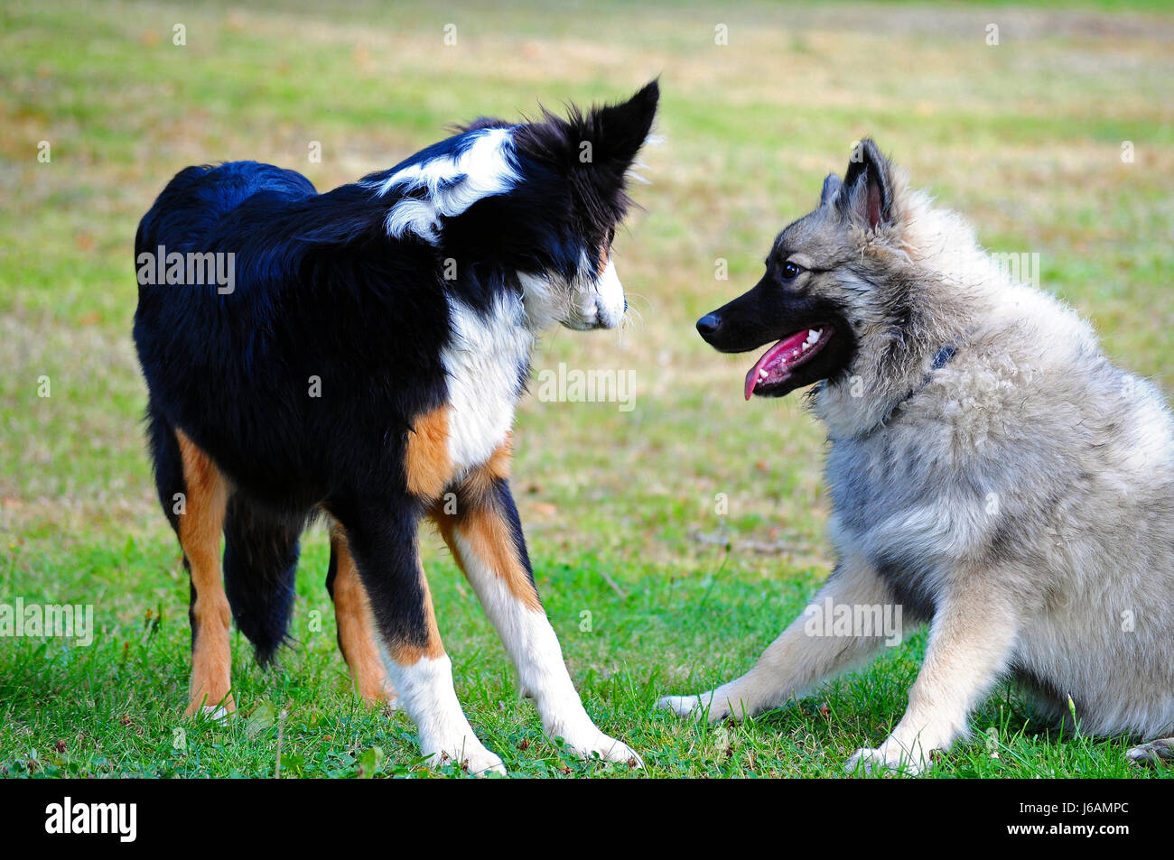 game tournament play playing plays played fight dogs rage meadow game ...