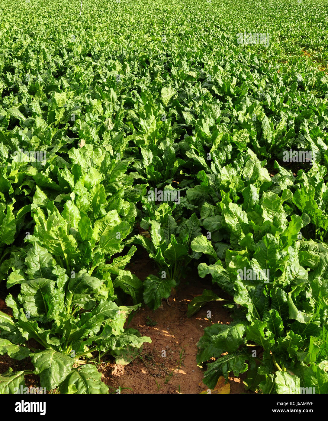 field sugar fruit production acre turnip sugar beet harvest produce