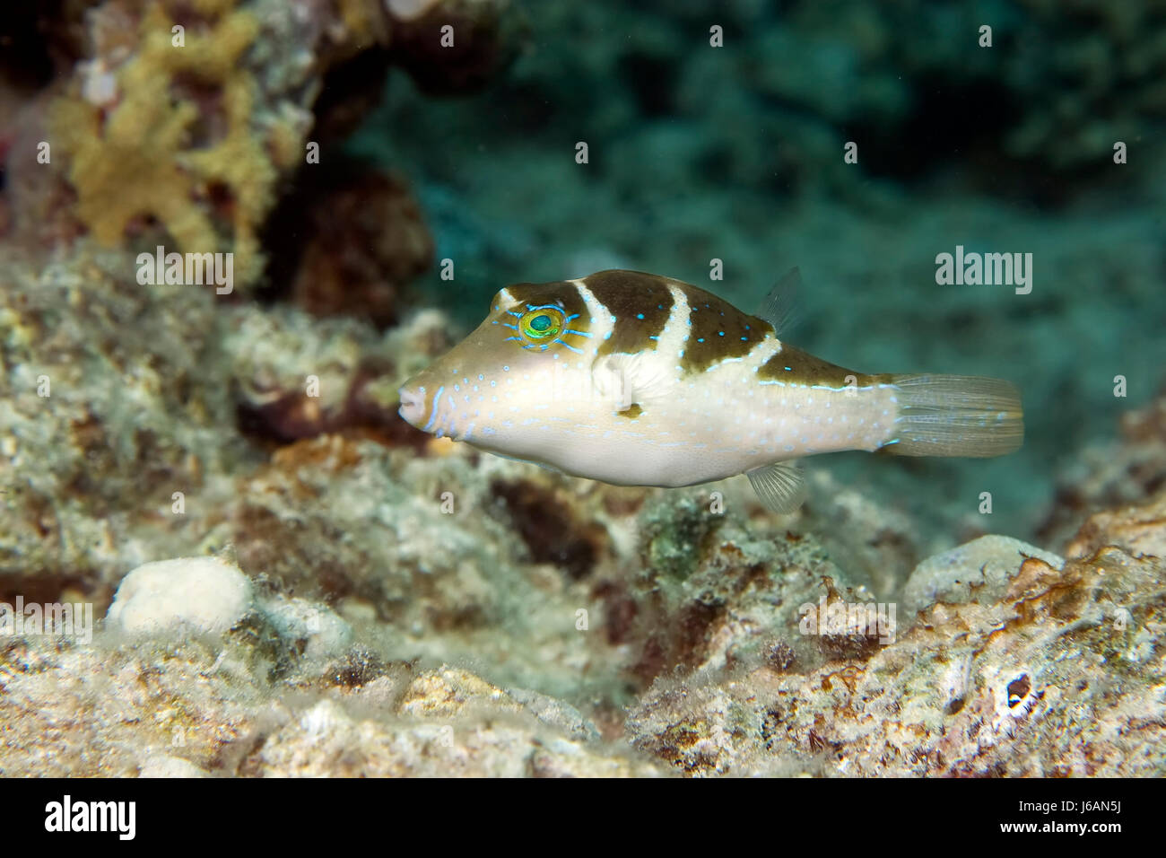 blue animal fish underwater exotic wet tropical navy marine diving aquatic Stock Photo