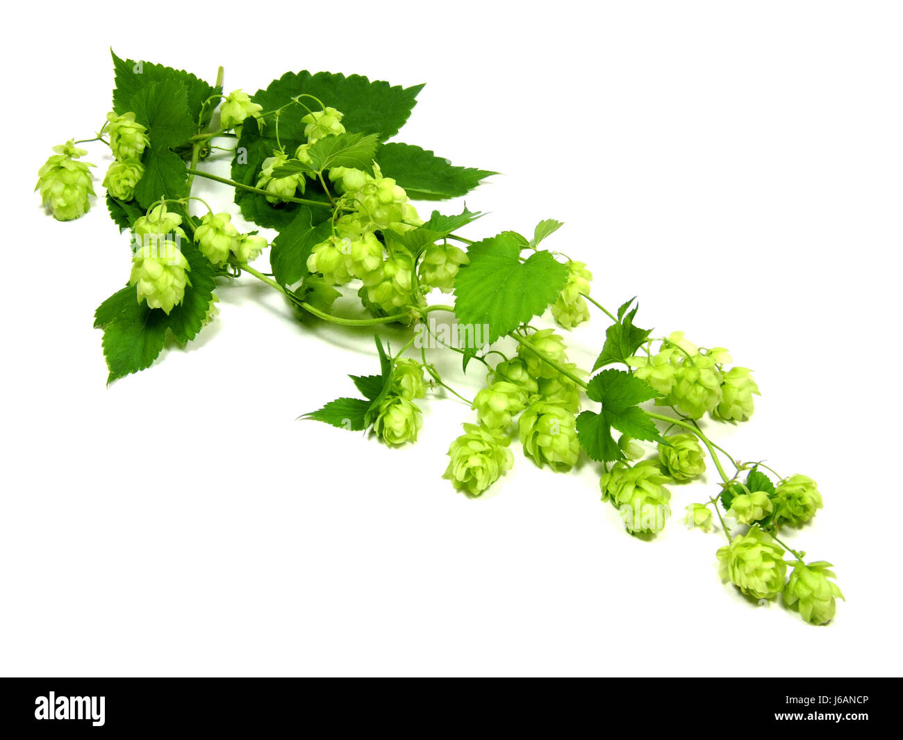 beer spices hop brew herbs plant leaf spice plant green bloom blossom