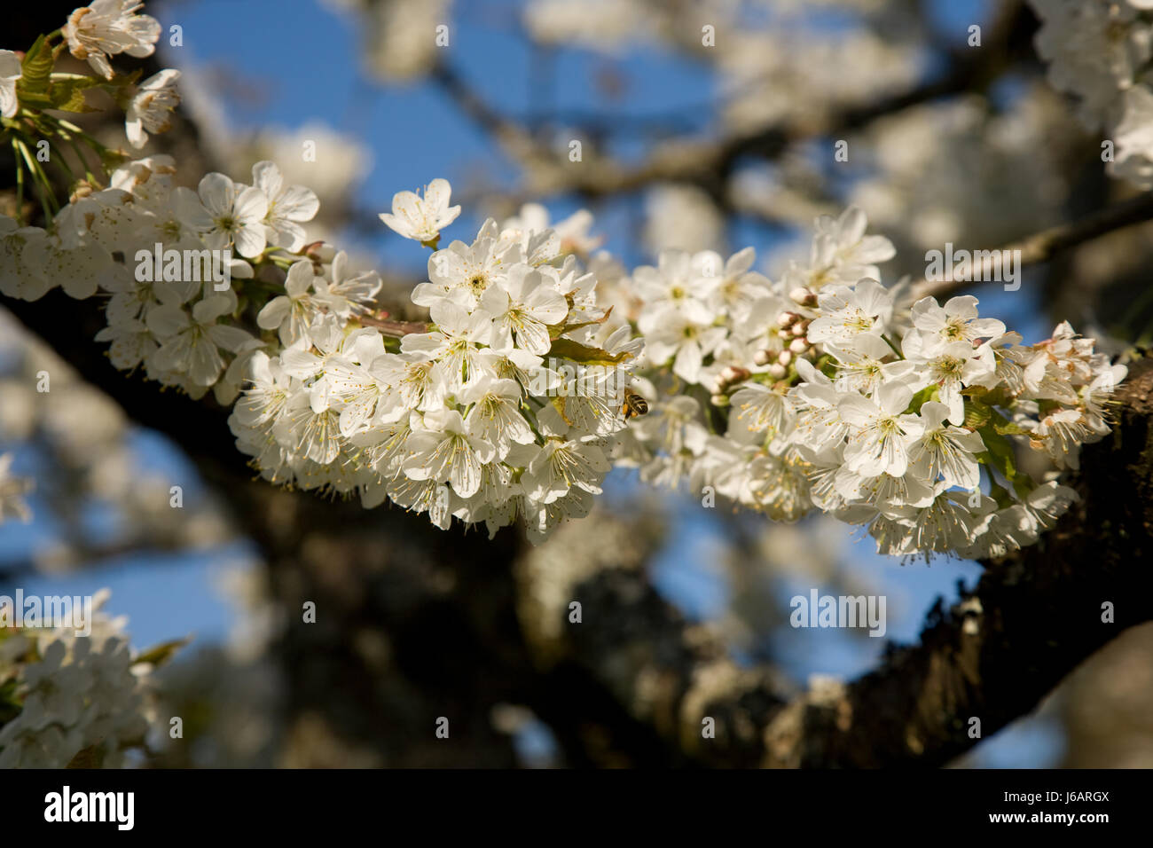 blossom apple tree Stock Photo Alamy