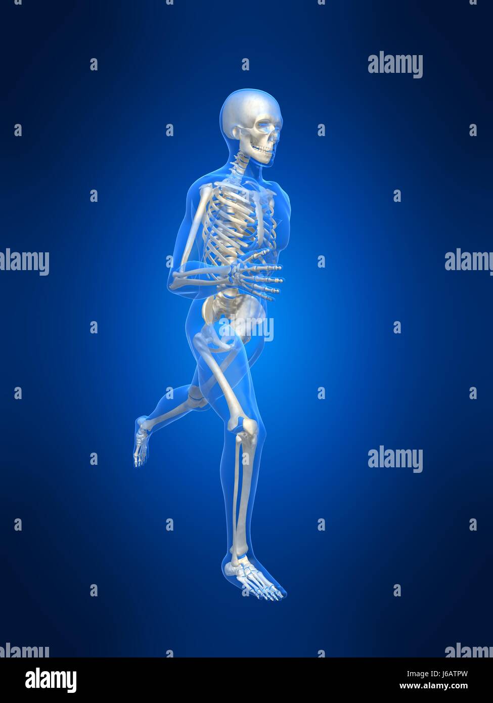 sport sports medicinally medical human human being skeleton anatomy bones Stock Photo