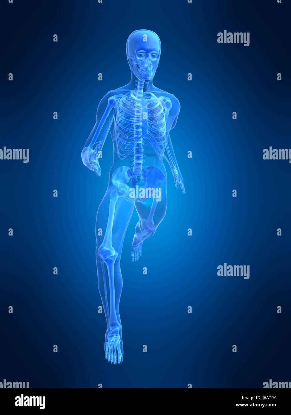 sport sports medicinally medical human human being skeleton anatomy bones Stock Photo