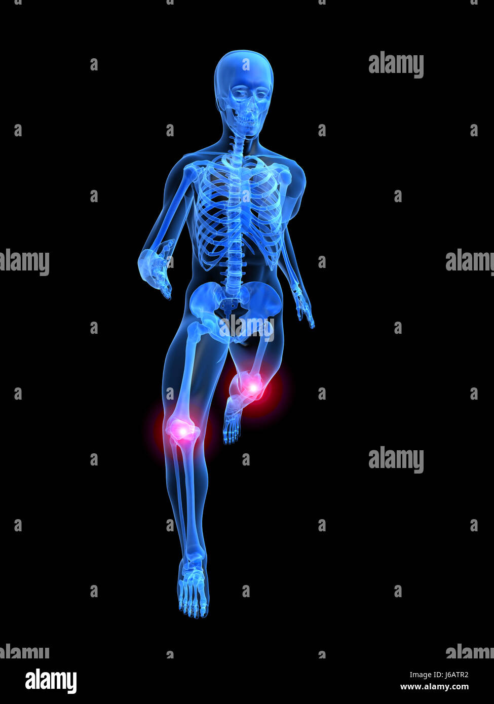medicinally medical human human being skeleton joints anatomy bones knees knee Stock Photo