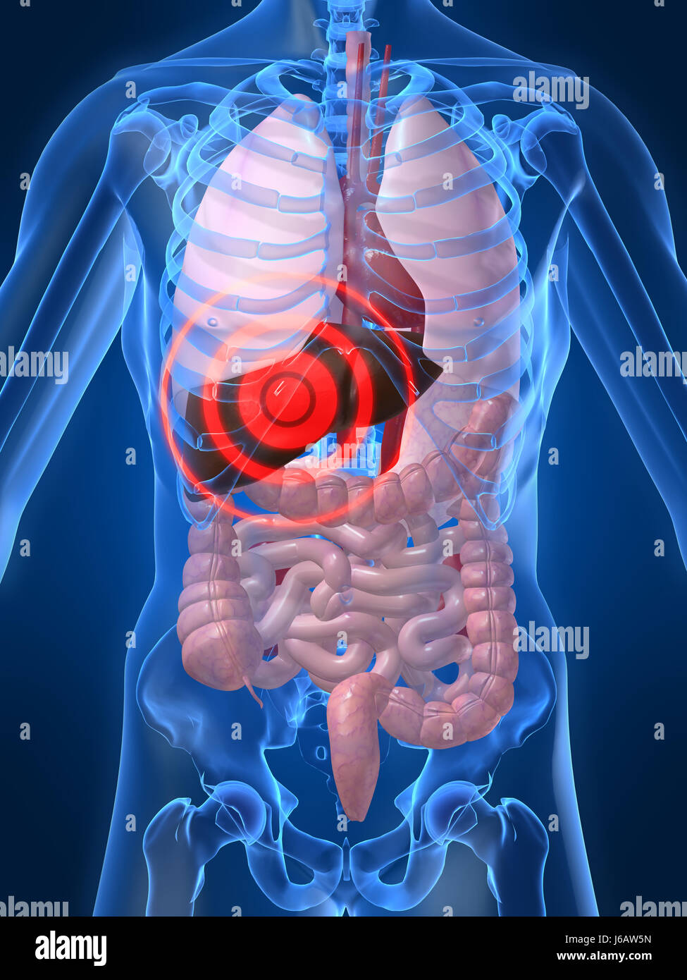 health medicinally medical human human being anatomy organ liver body Stock Photo