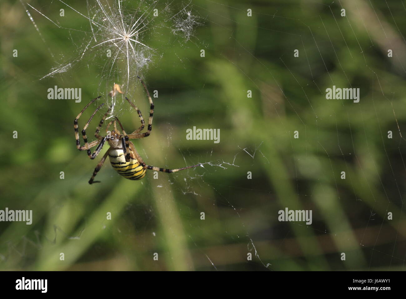 insect spider net cobweb spiders web macro close-up macro admission ...