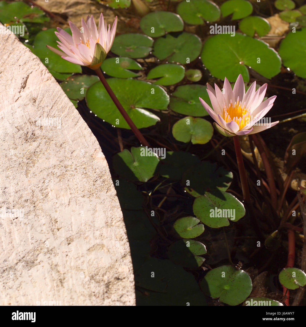 leaf flower plant leaves flowers lily fresh water pond water tropical lilies Stock Photo