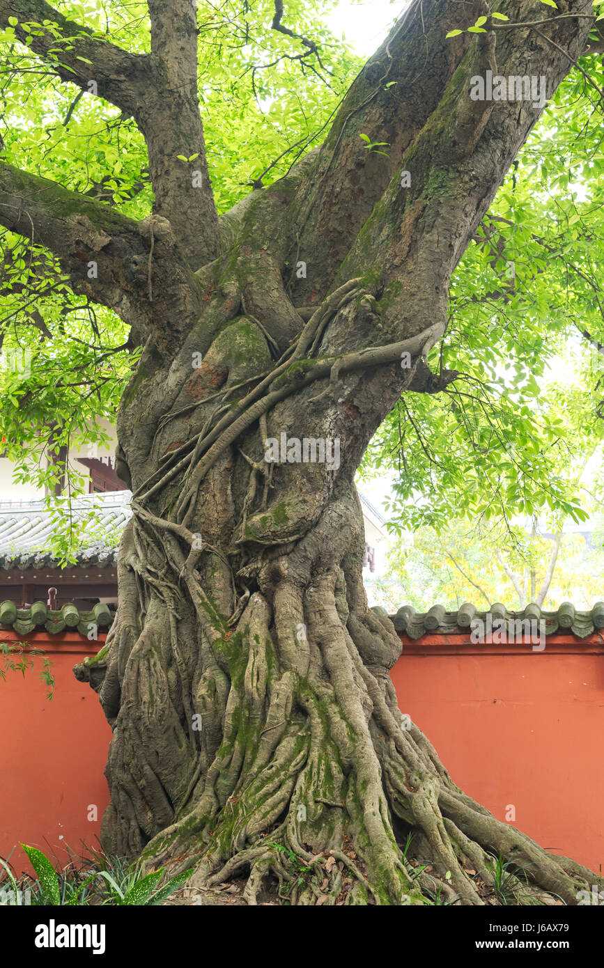 Old tree in a chinese park, Meishan, China Stock Photo - Alamy