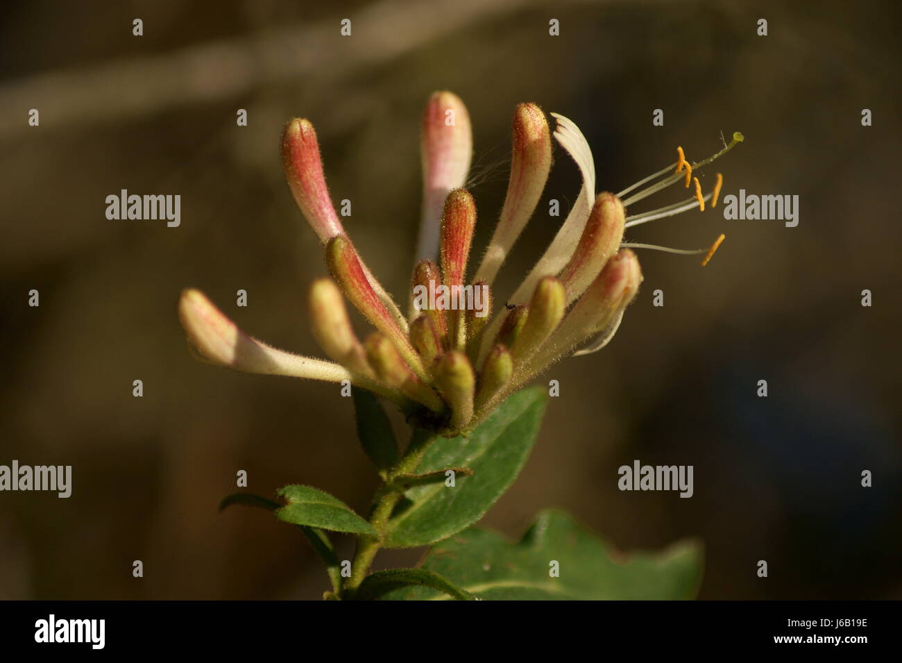 Waldgeiblatt hires stock photography and images Alamy