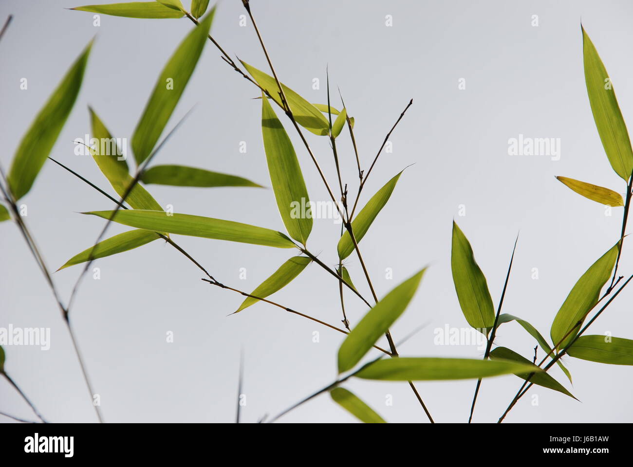 leaves blades leaf plant green asia leaves radio silence quietness silence Stock Photo