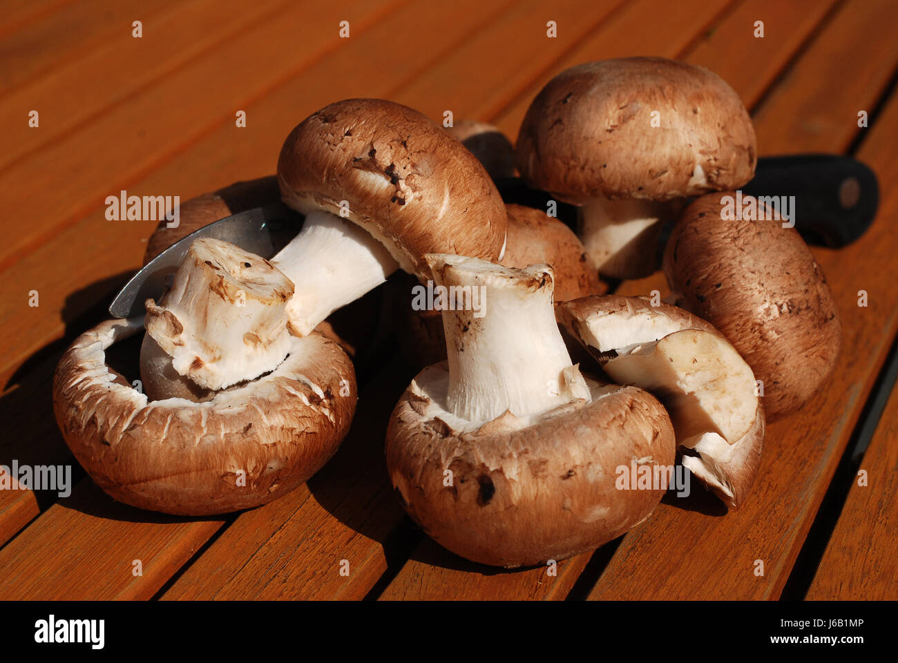 mushrooms mushroom fungus champion brown brownish brunette autumnal Stock  Photo - Alamy