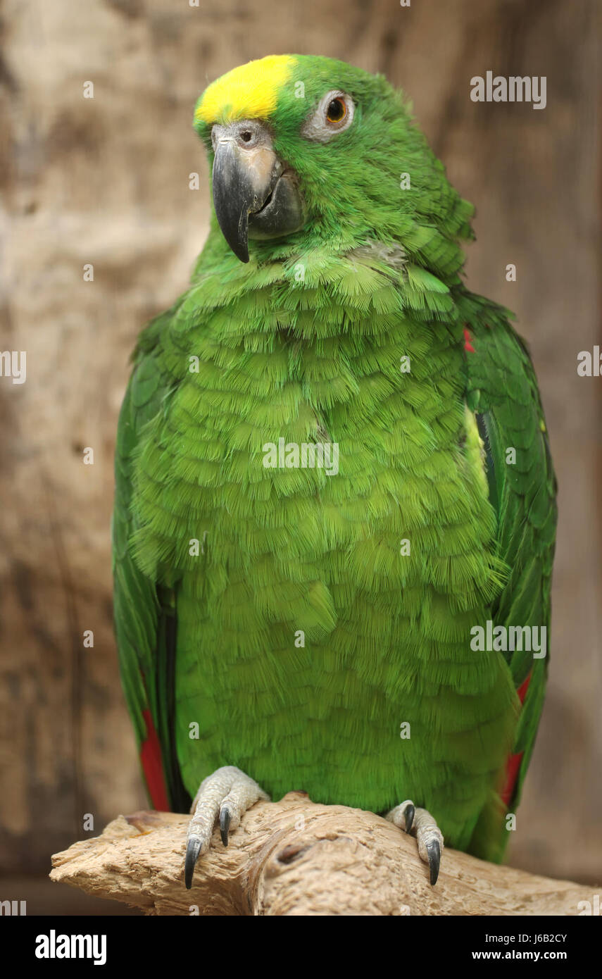 bird birds panama amazon parrot animal pet bird birds tame south america fence Stock Photo
