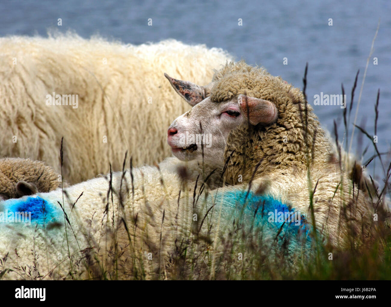 animals sheep inoperative rehash ruminate agricultural animal mammal animals Stock Photo