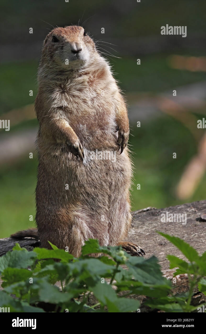 mammal marmots animal animals rodent gnawers prriehunde prriehund erdhrnchen Stock Photo