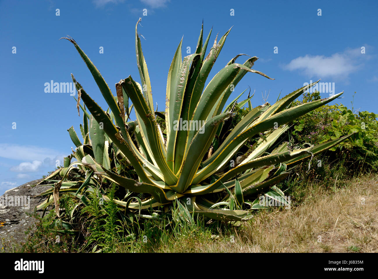 agave americana var. marginata Stock Photo - Alamy