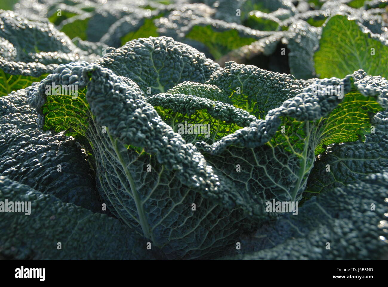 chlorophyll cabbage savoy food aliment vitamins vitamines green agriculture Stock Photo Alamy