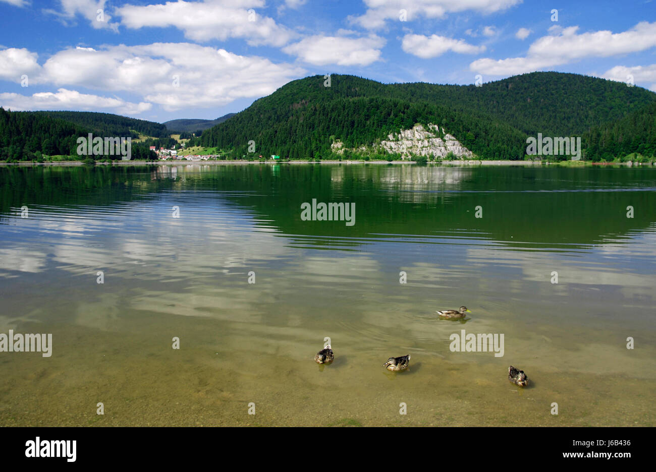 slovakia ducks fresh water lake inland water water landscape scenery Stock Photo