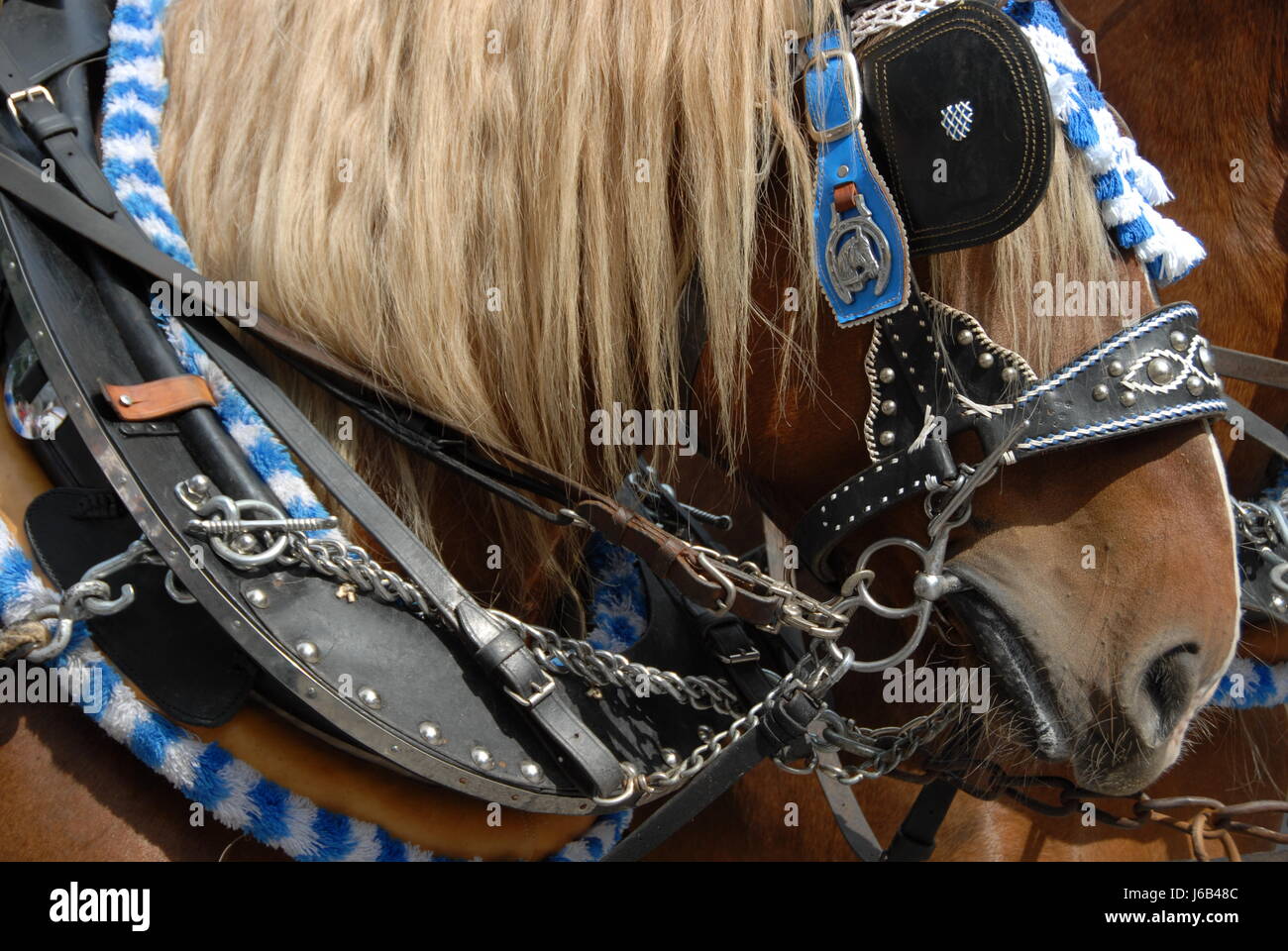 blue horse jewelry jewellery harness bavaria costume haflinger horse