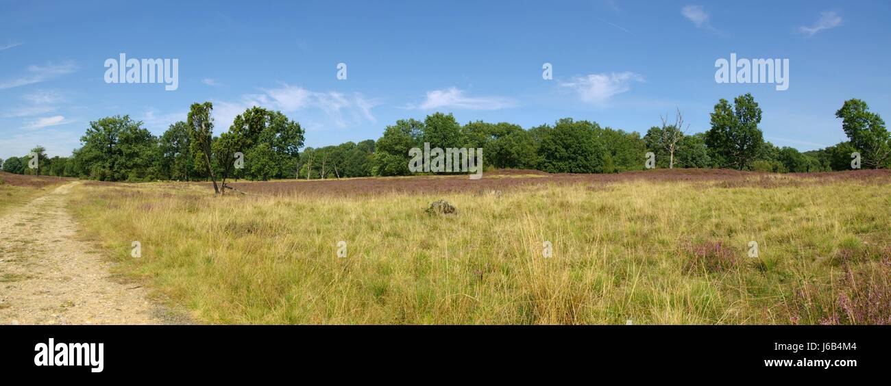 heath tree trees holiday vacation holidays vacations tourism conservation of Stock Photo