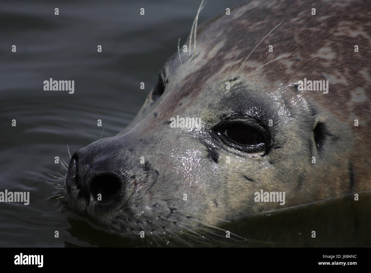wet seal sandbank seals salt water sea ocean water sands sand animal mammal Stock Photo - Alamy wet seal sandbank seals salt water sea ocean water sands sand animal mammal Stock Photo - Alamy