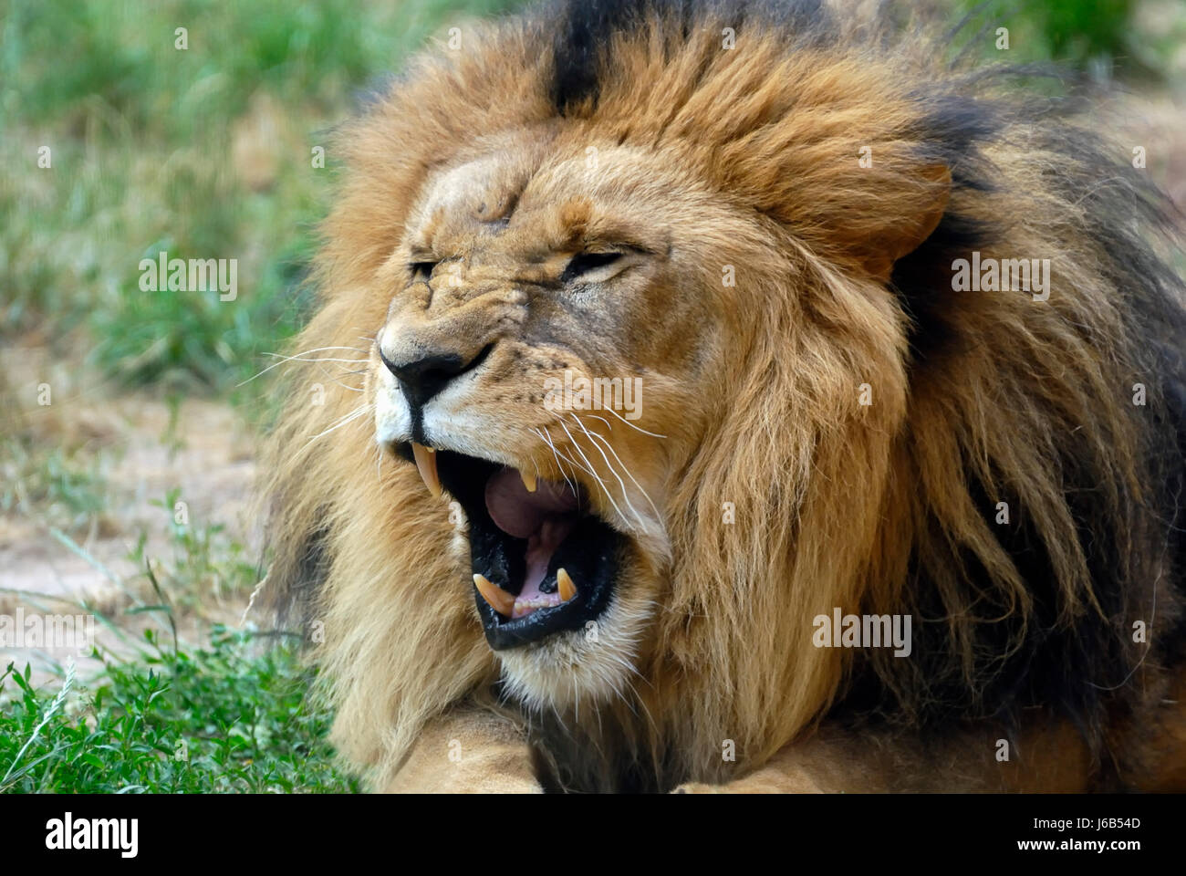 lion cat big cat feline predator portrait predator roar moo head afrika Stock Photo