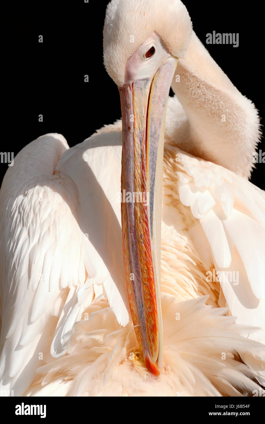 bird birds feathers feathering pelican plumage personal care bird birds soft Stock Photo