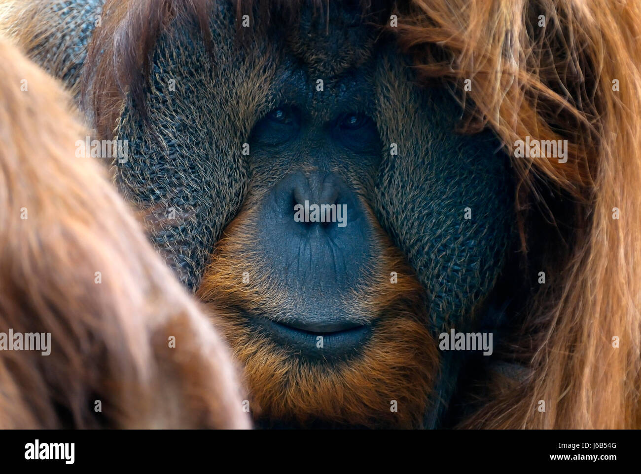 meditative animal monkey look glancing see view looking peeking looking at Stock Photo