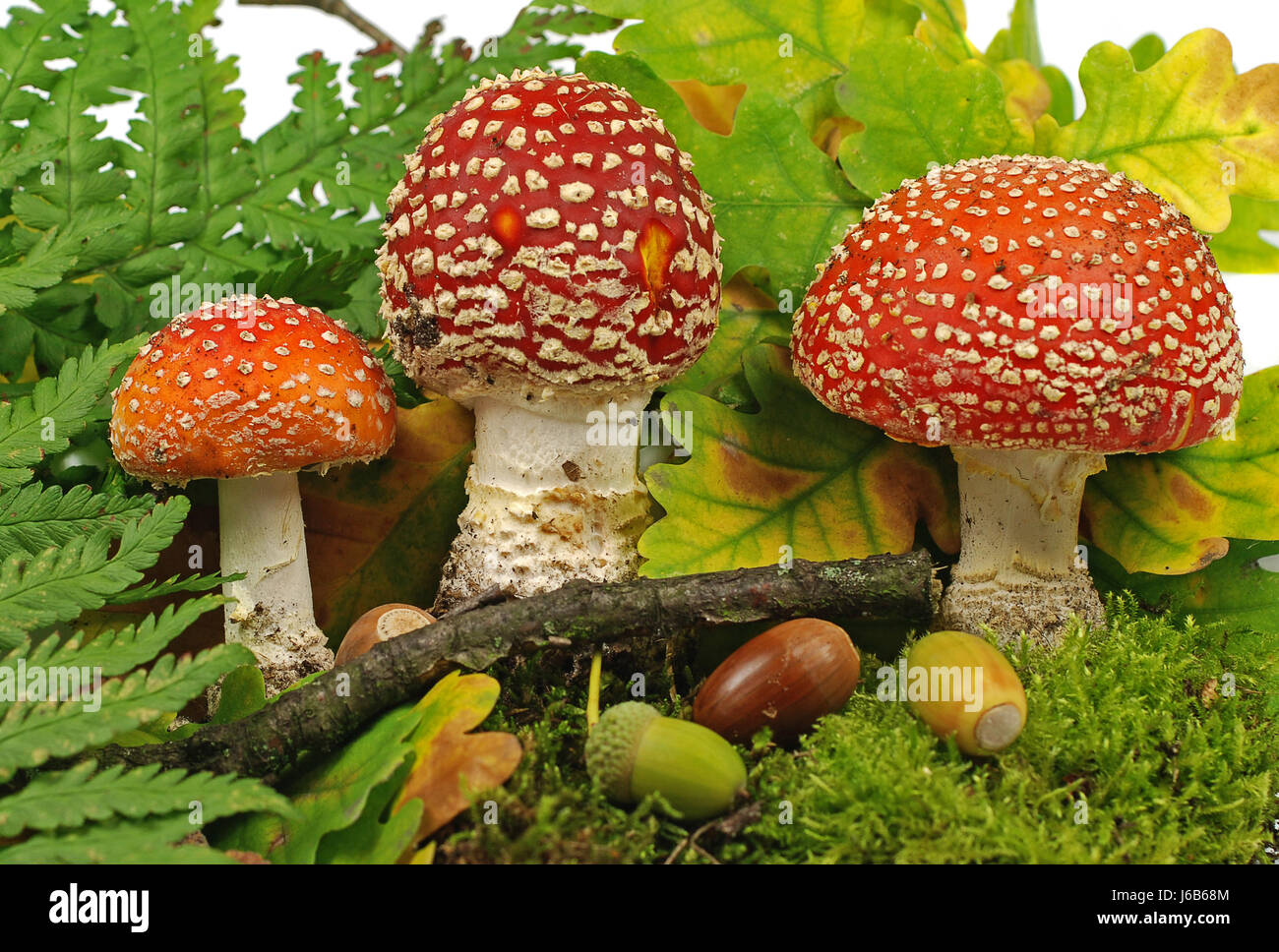 dots moss fly agaric mushrooms mushroom fungus toadstool toxic poisonous dots Stock Photo