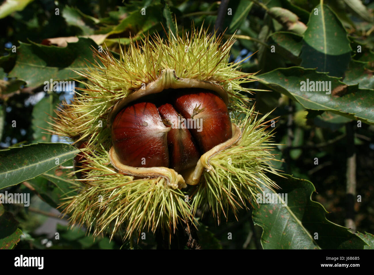 Maronenbrot hi-res stock photography and images - Alamy