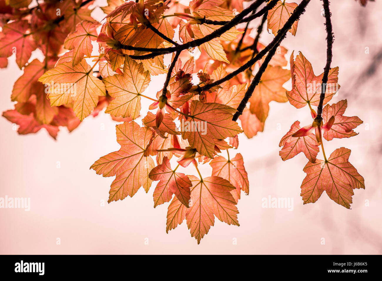 Autumanl leaves turning and getting ready to drop Stock Photo