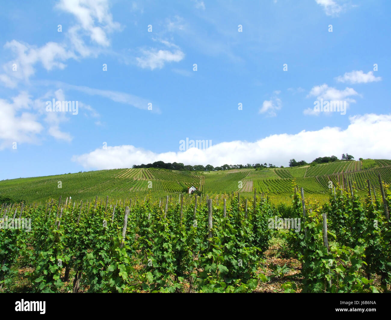 vineyards near zeltingen Stock Photo
