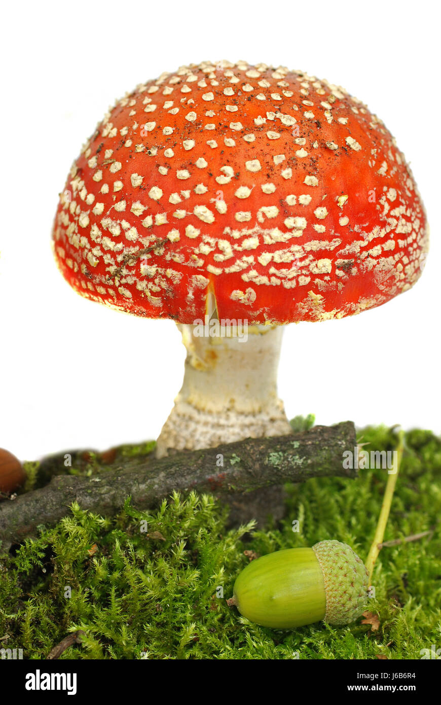 dots moss fly agaric mushrooms mushroom fungus toadstool red toxic poisonous Stock Photo
