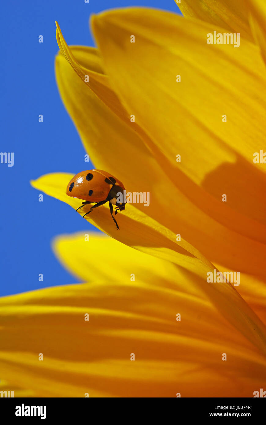 ladybug on yellow sunflower Stock Photo