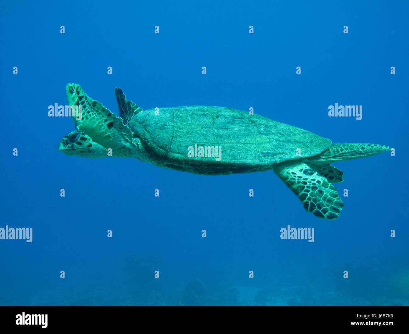 Simone's Turtle Collection Simones hi-res stock photography and images - Alamy