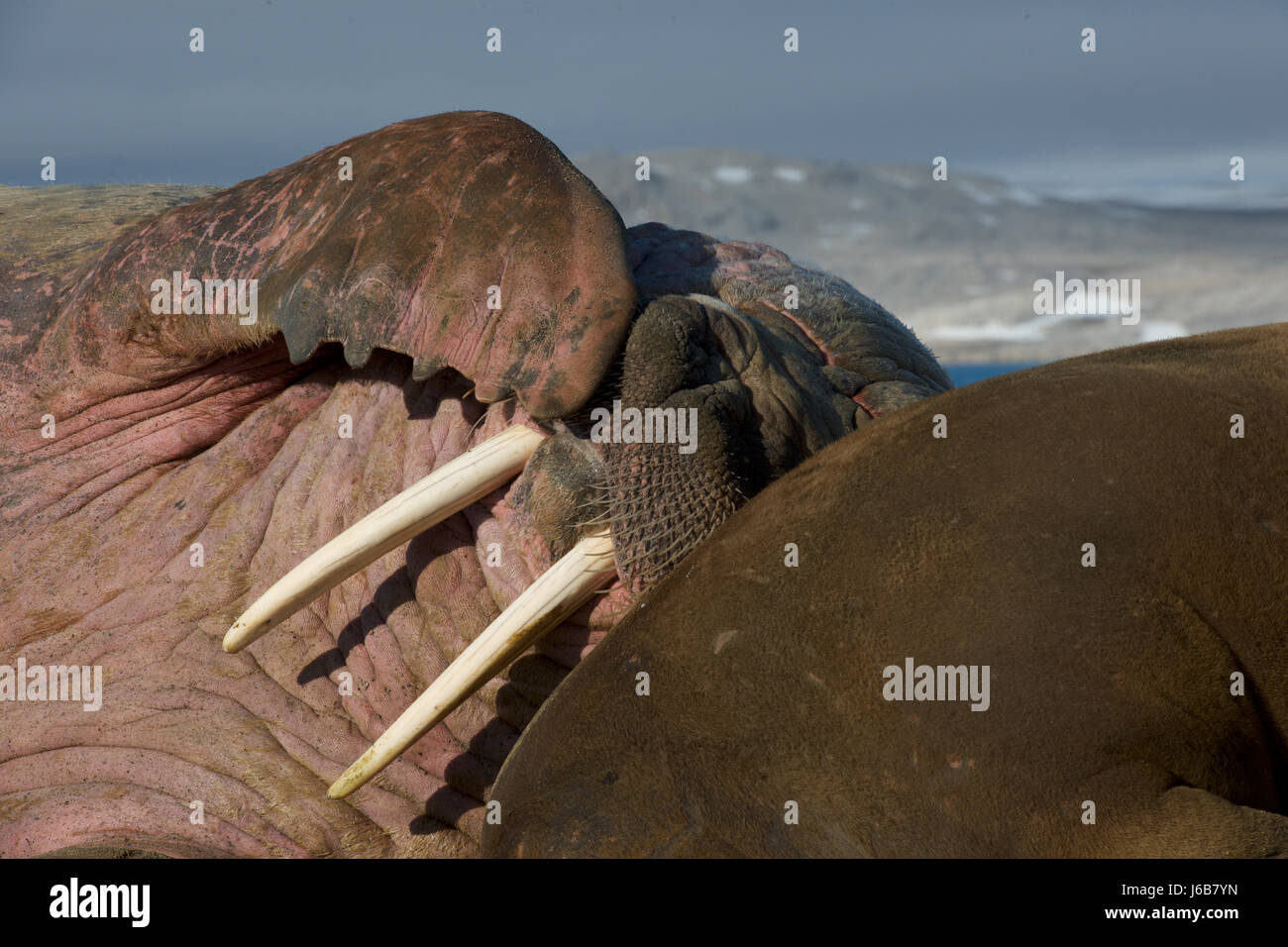walrus, Odobenus rosmarus rosmarus Stock Photo
