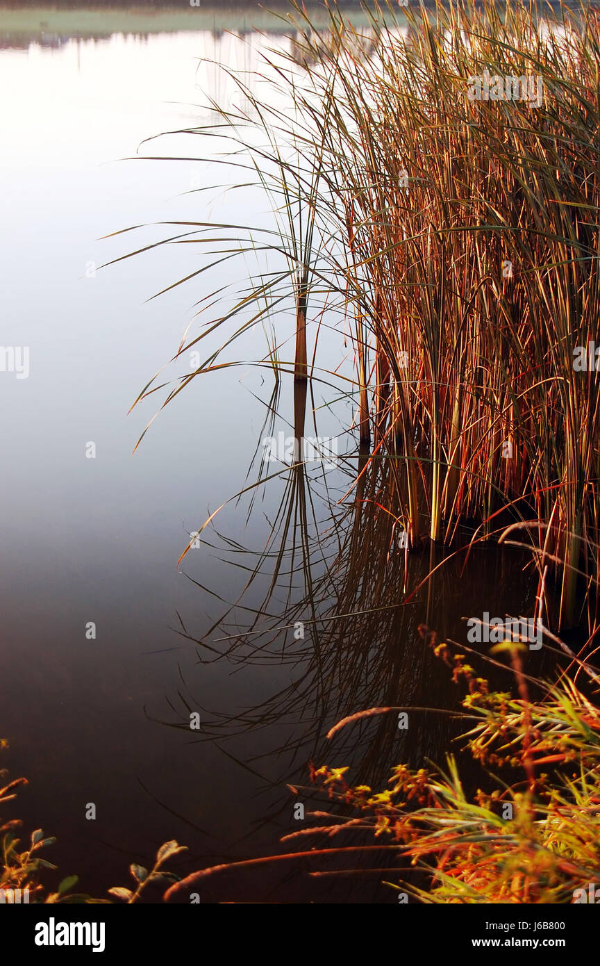 reed wet blades bank water shore cold reflection mirroring stalk quiet ...