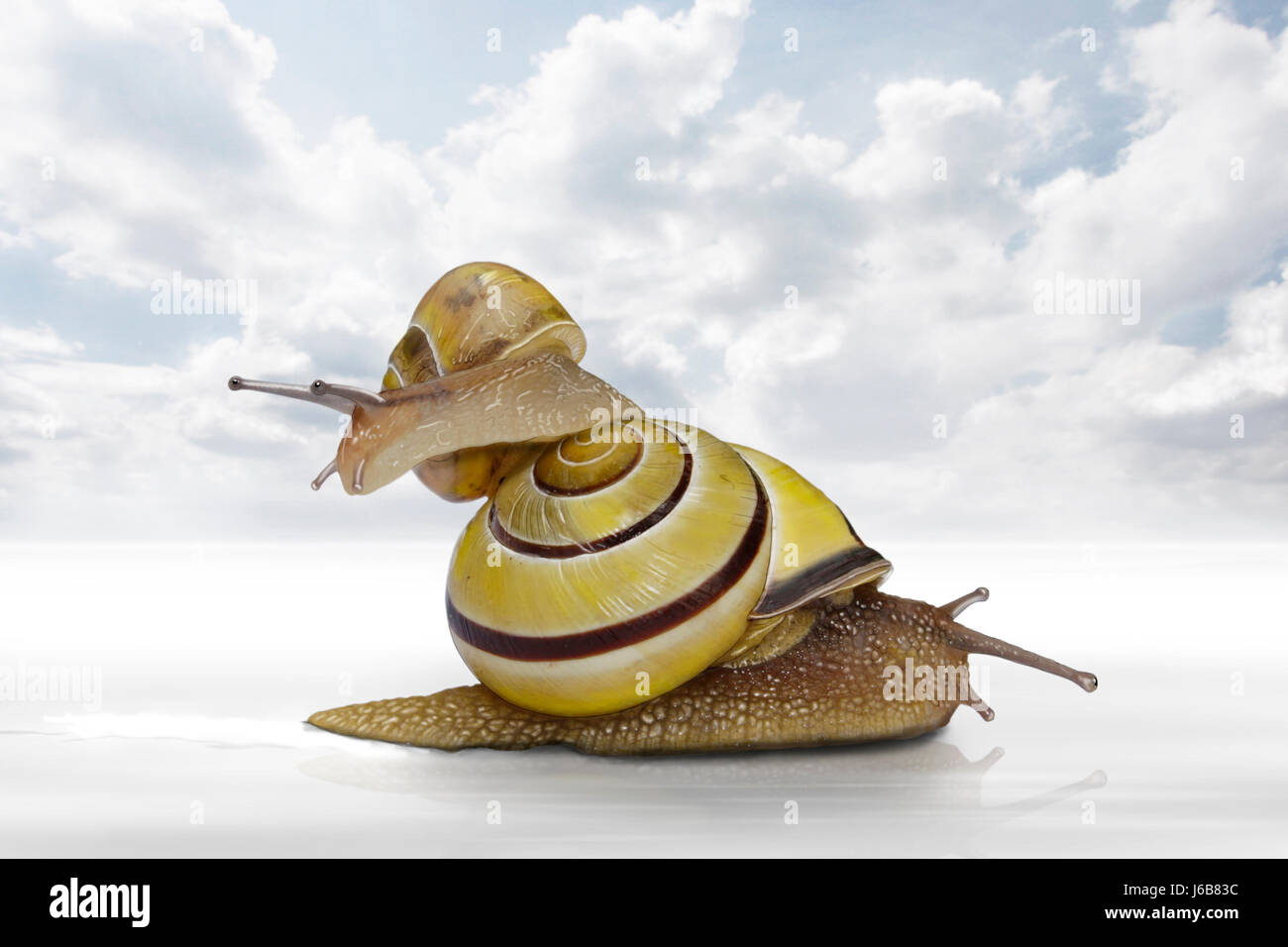 photo composition escargots snail shell postcard slow speed velocity slime Stock Photo Alamy