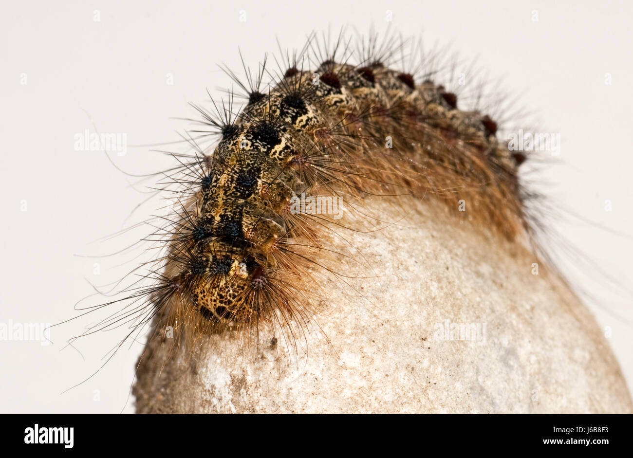 Caterpillar of gypsy hi-res stock photography and images - Alamy