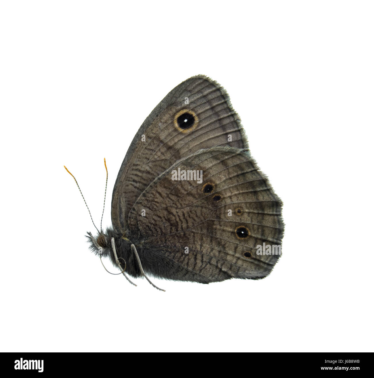 isolated insect butterfly antenna nymph wings isolated insect butterfly