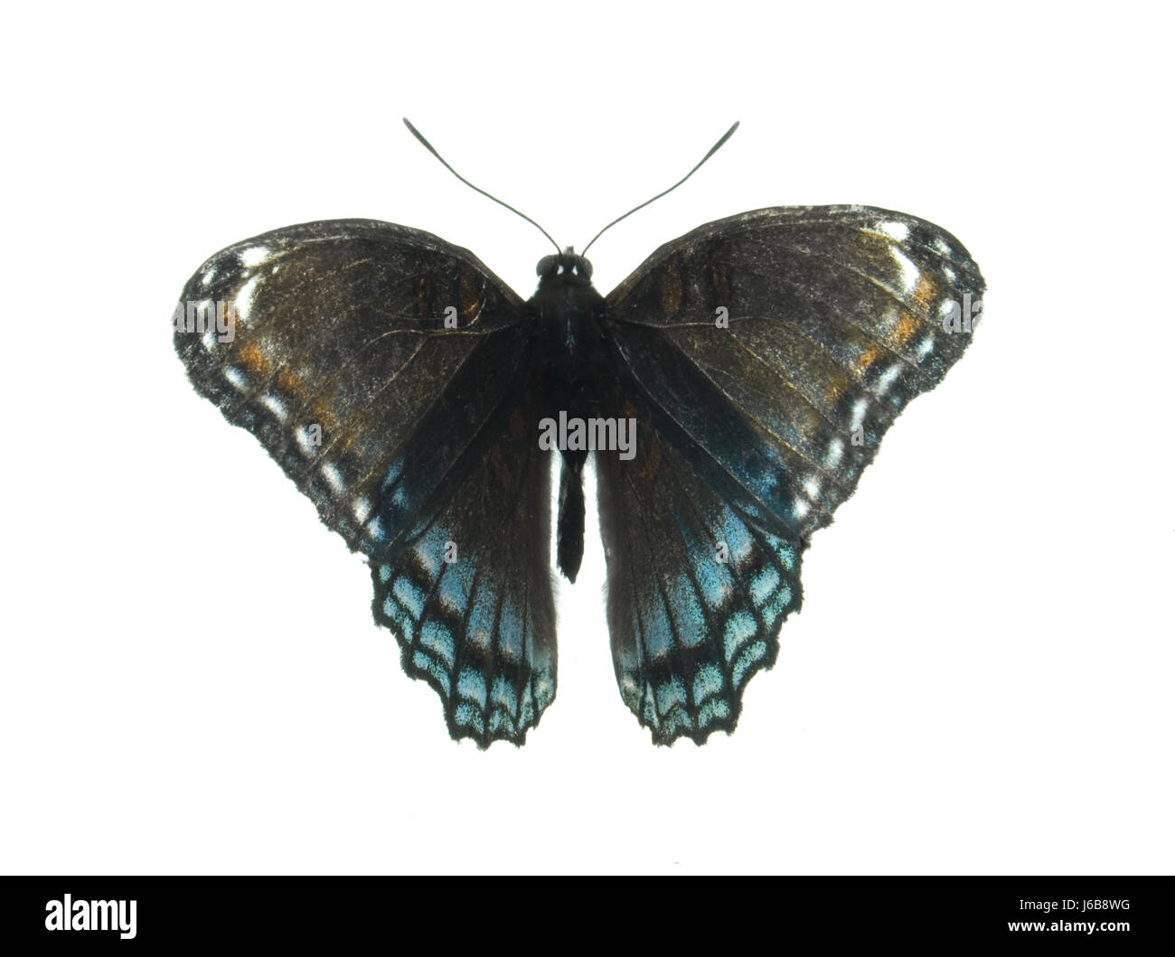 isolated insect butterfly wildlife antenna admiral wings isolated