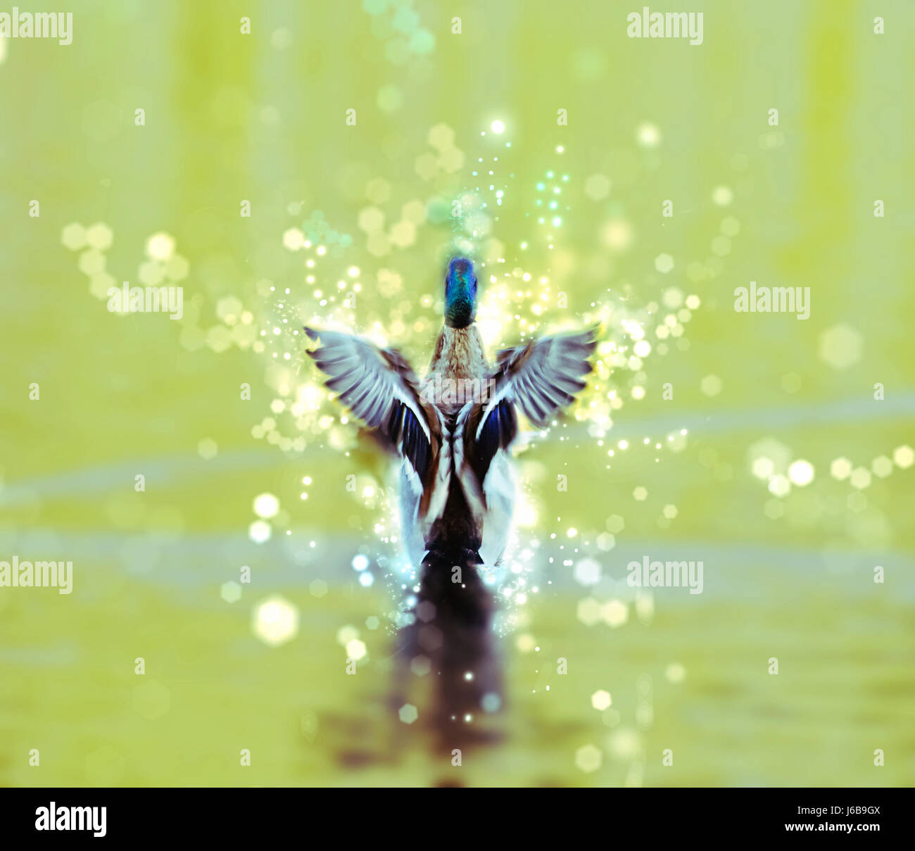 Mallard duck - Anas platyrhynchos - fly out of yellow water. Bird scene. Green photo filter. Shimmering background. Stock Photo