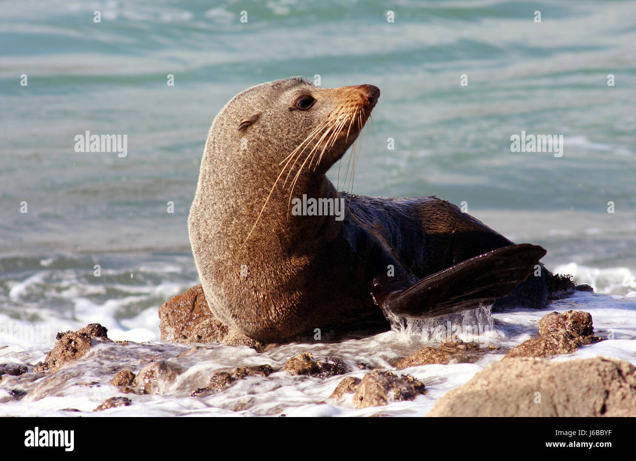 skin seal sea lion sea bear salt water sea ocean water skin seal sea lion sea Stock Photo