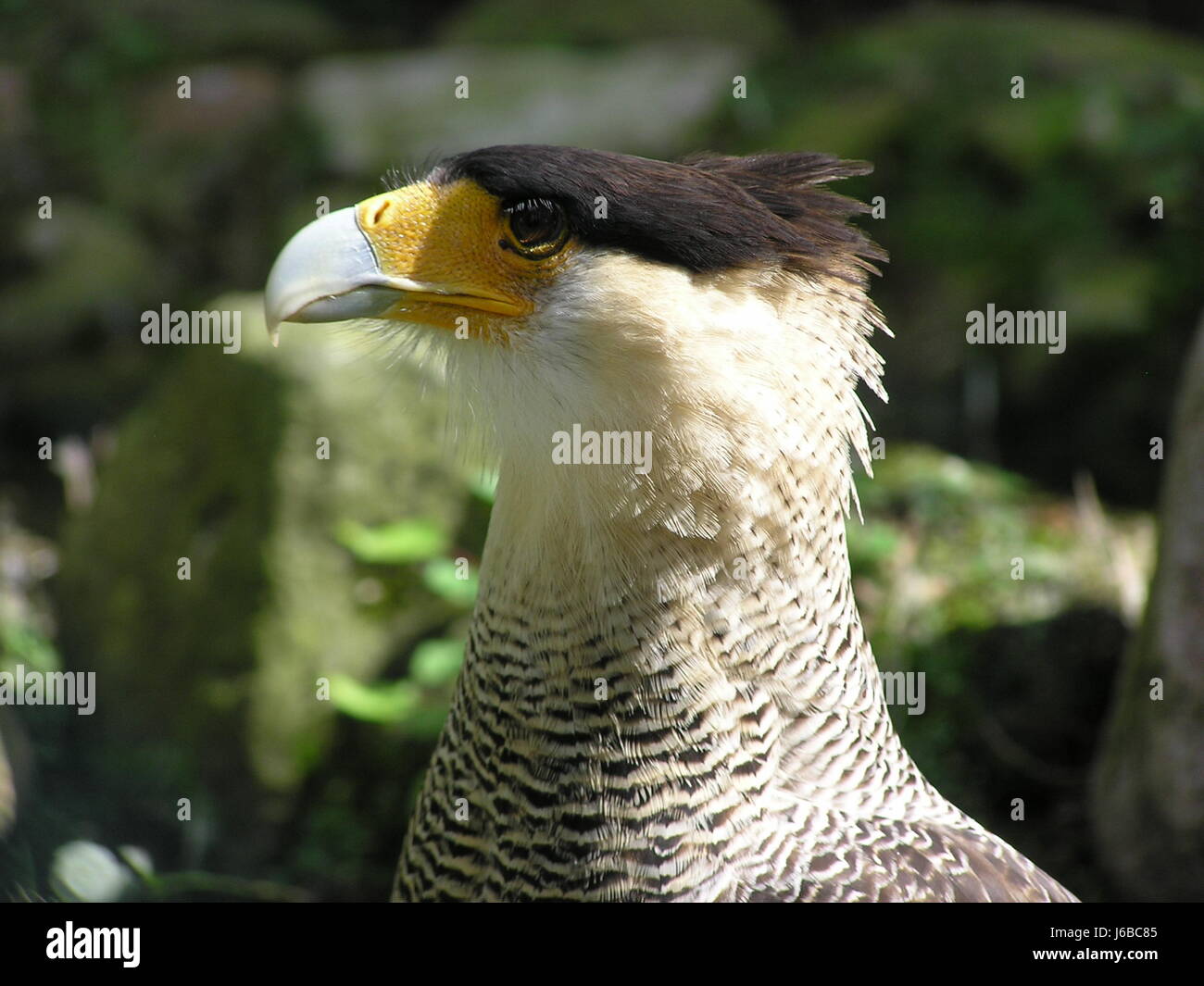 caracara Stock Photo