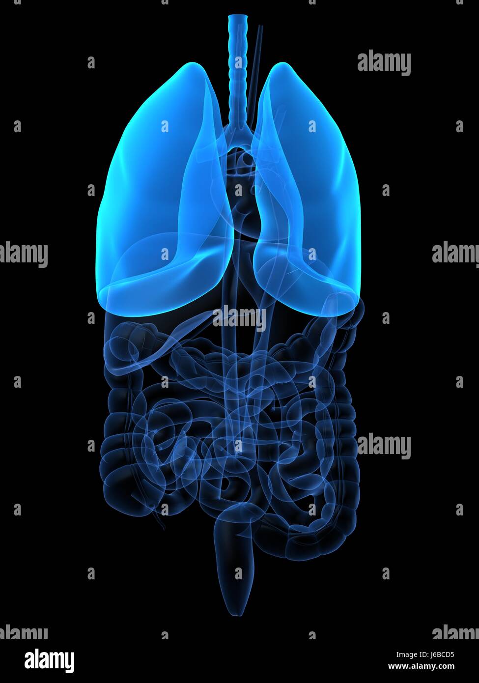 medicinally medical anatomy pneumonia healthcare body health lifestyle human Stock Photo