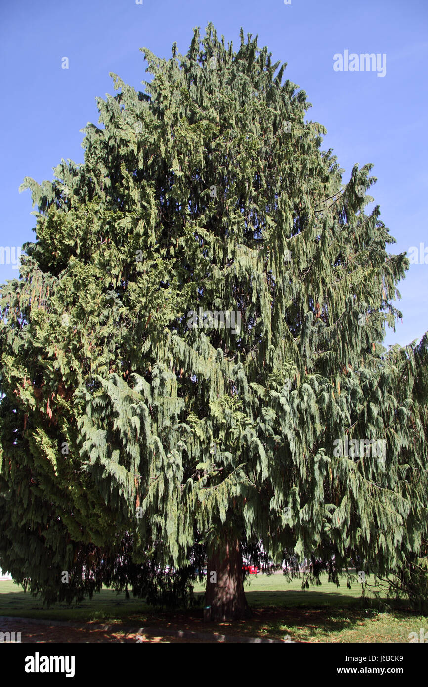 tree conifer cypress green plant needles nature kiefernartig quothnge nutkaquot Stock Photo